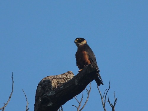Oriental Hobby (Falco severus), photo 3