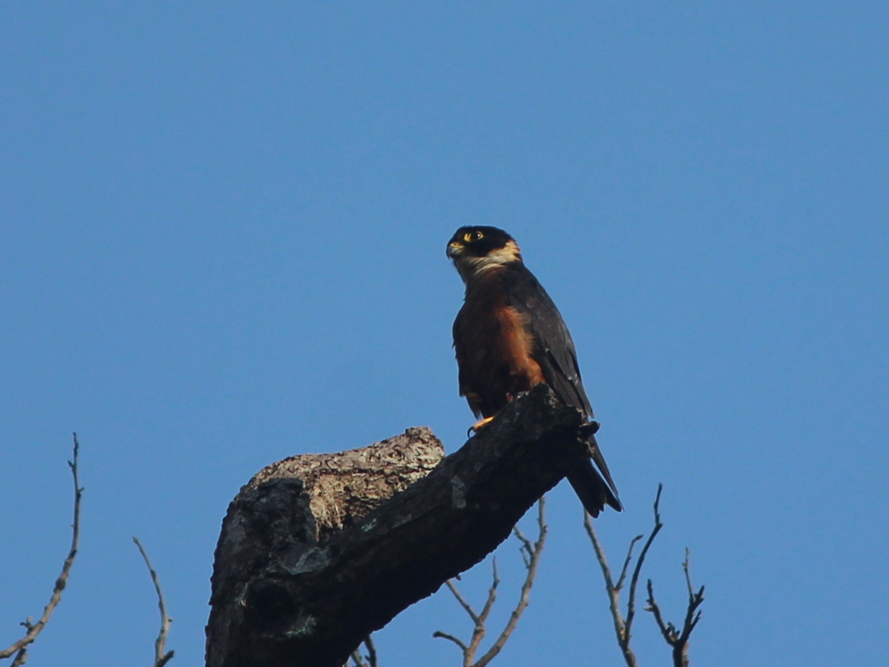Oriental Hobby (Falco severus), photo 3