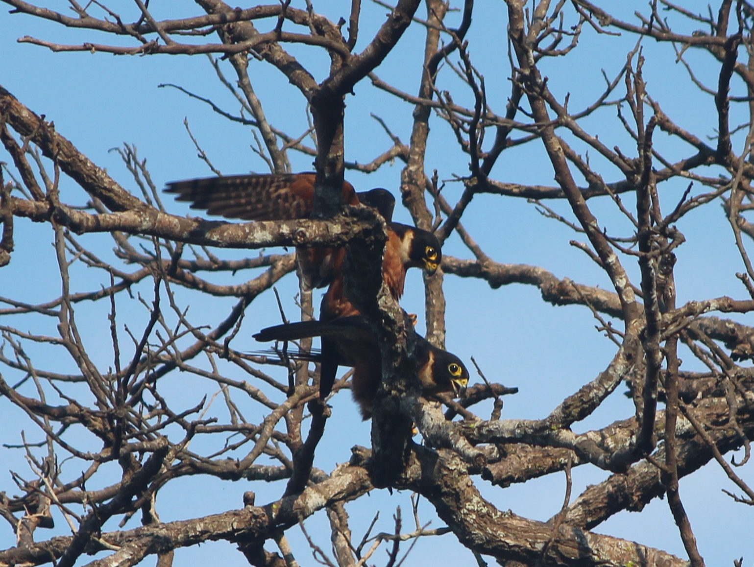 Oriental Hobby (Falco severus), photo 5