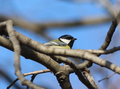 Parus major