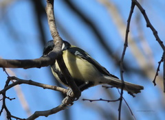 Parus major