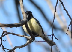 Parus major