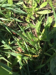 Coccinella septempunctata