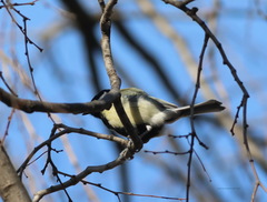 Parus major