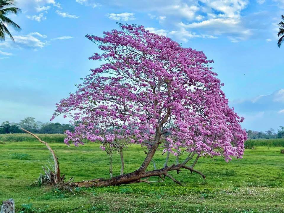 Tabebuia rosea, Villahermosa, Tab., México