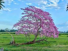 Tabebuia rosea