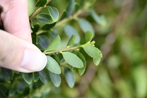 Ilex yunnanensis, photograph 5