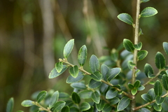Ilex yunnanensis, photograph (c) 曾昱承 Yu-Cheng Zeng, some rights reserved (CC BY)