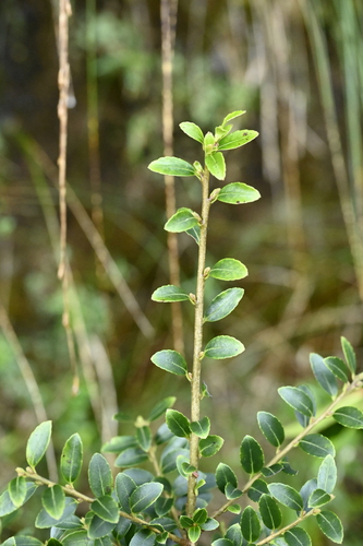 Ilex yunnanensis, photograph 3