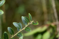 Ilex yunnanensis, photograph (c) 曾昱承 Yu-Cheng Zeng, some rights reserved (CC BY)