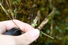 (c) 曾昱承 Yu-Cheng Zeng, some rights reserved (CC BY) Nertera nigricarpa, photograph (c) 曾昱承 Yu-Cheng Zeng, some rights reserved (CC BY)