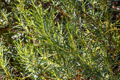 Empleurum unicapsulare, photograph (c) magriet b, some rights reserved (CC BY-SA)