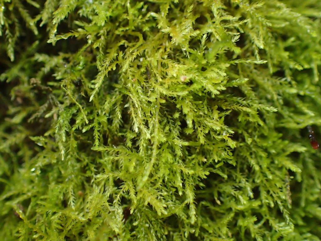 Microeurhynchium
