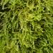 Dwarf Feather-Moss - Photo (c) George Greiff, some rights reserved (CC BY), uploaded by George Greiff