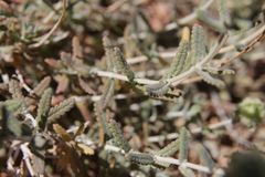 Teucrium aureocandidum