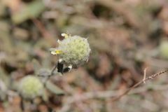 Teucrium aureocandidum