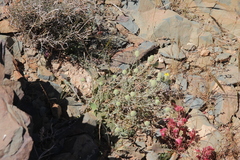 Teucrium aureocandidum