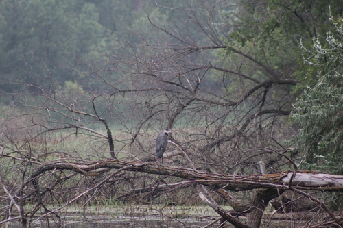 Great Blue Heron photographed in North Dakota