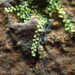 Minute Pouncewort - Photo (c) George Greiff, some rights reserved (CC BY-NC), uploaded by George Greiff