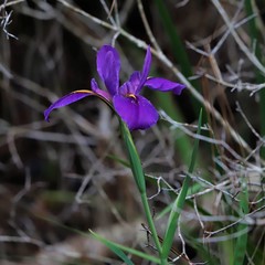 Iris giganticaerulea