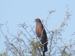 Parabuteo unicinctus