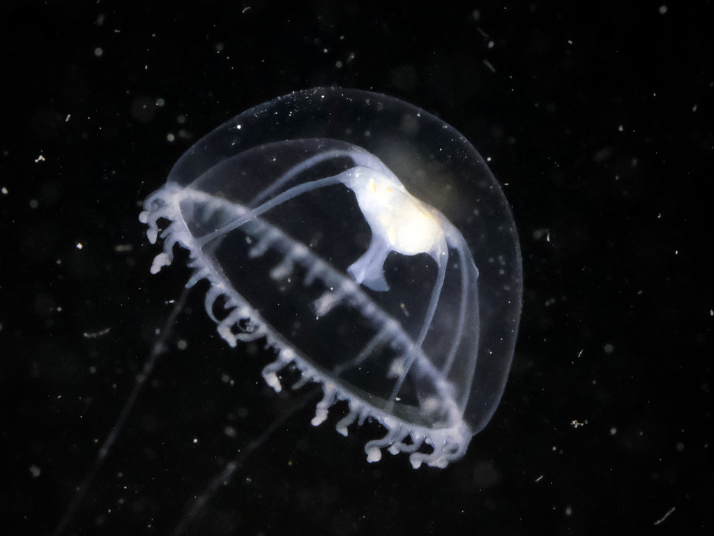 Staurostoma