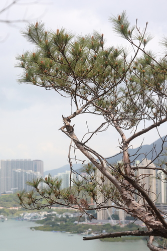 Pinus massoniana, photograph 5