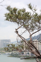 Pinus massoniana, photograph (c) Denys Vynokurov, some rights reserved (CC BY)