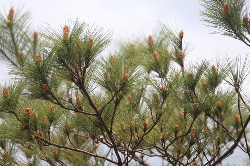 Pinus massoniana, photograph 6