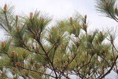Pinus massoniana, photograph (c) Denys Vynokurov, some rights reserved (CC BY)
