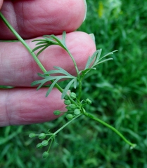 Ammoselinum butleri