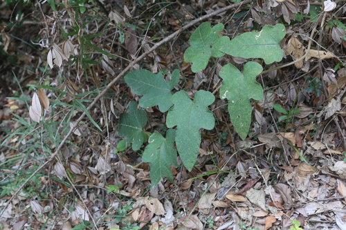 Rubus reflexus, photograph 6
