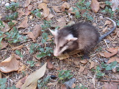 Didelphis virginiana