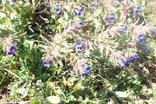 Dyer's Alkanet