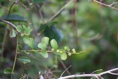 Dendrotrophe varians, photograph (c) Denys Vynokurov, some rights reserved (CC BY)