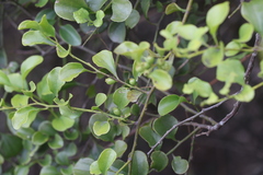 Dendrotrophe varians