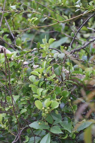 Dendrotrophe varians, photograph 2
