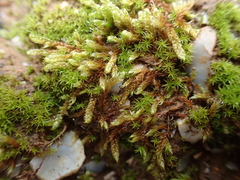 Hypnum cupressiforme lacunosum