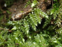 Plagiothecium succulentum