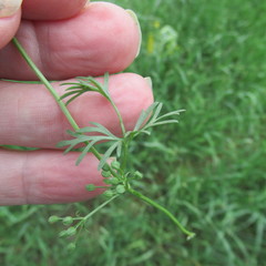 Ammoselinum butleri