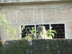 Spermestes cucullata