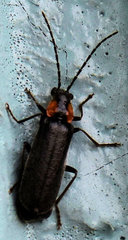 Rhagonycha lineola
