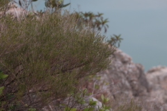 Baeckea frutescens, photograph (c) Denys Vynokurov, some rights reserved (CC BY)