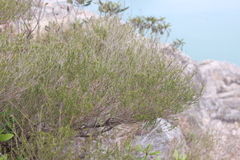 Baeckea frutescens, photograph (c) Denys Vynokurov, some rights reserved (CC BY)