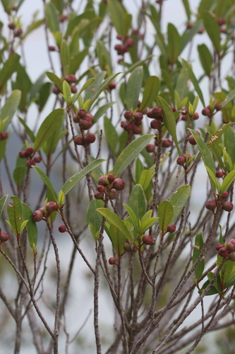 Ficus variolosa