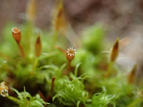 Tikroji garbuonė nuotrauka