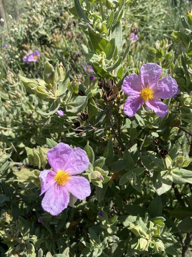 Avistamiento Cistus albidus