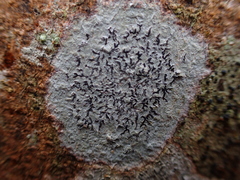 Phaeographis dendritica