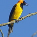 Orange-crowned Oriole - Photo (c) barloventomagico, some rights reserved (CC BY-NC-ND)