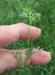 Ammoselinum butleri
